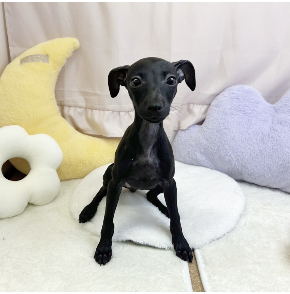 静岡県のイタリアングレーハウンド (犬の家＆猫の里マークイズ静岡店/2026年5月17日生まれ/女の子/ブラック)の子犬の2枚目の画像