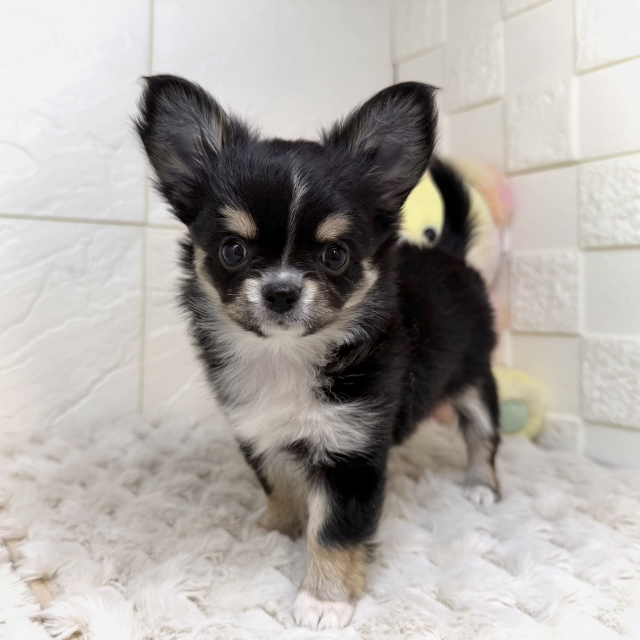 兵庫県のチワワ(ロング) (犬の家＆猫の里ゆめタウン姫路店/2025年11月30日生まれ/女の子/ブラックタンホワイト)の子犬の2枚目の画像