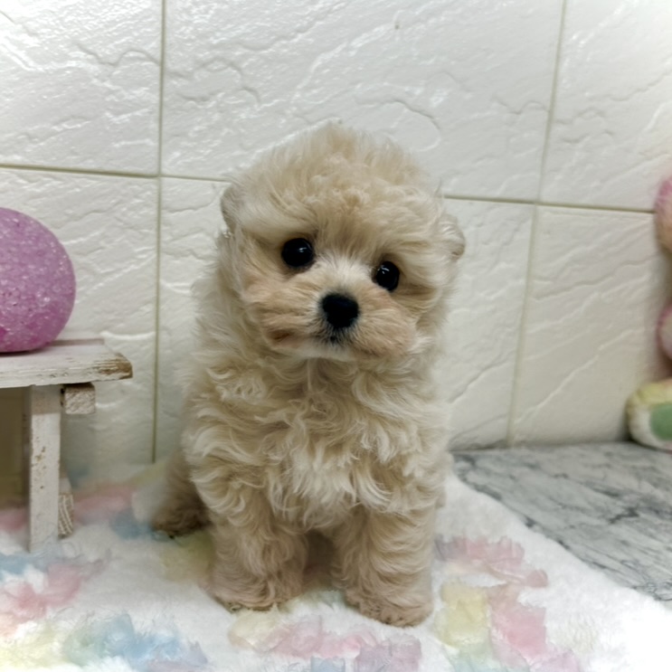 兵庫県のチワプー/プーチー(チワワ×プードル) (犬の家＆猫の里ゆめタウン姫路店/2025年9月13日生まれ/女の子/クリーム)の子犬の1枚目の画像