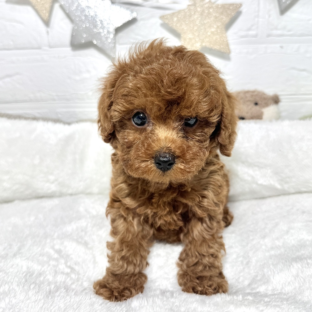 兵庫県のトイプードル(トイ) (犬の家＆猫の里ニッケパークタウン加古川店/2025年12月13日生まれ/女の子/レッドフォーン)の子犬の2枚目の画像