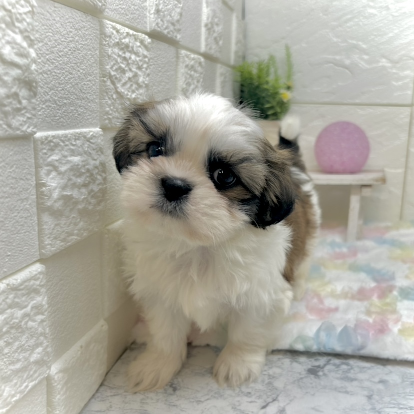 兵庫県のシーズー (犬の家＆猫の里ゆめタウン姫路店/2025年9月16日生まれ/男の子/ゴールドホワイト)の子犬の1枚目の画像