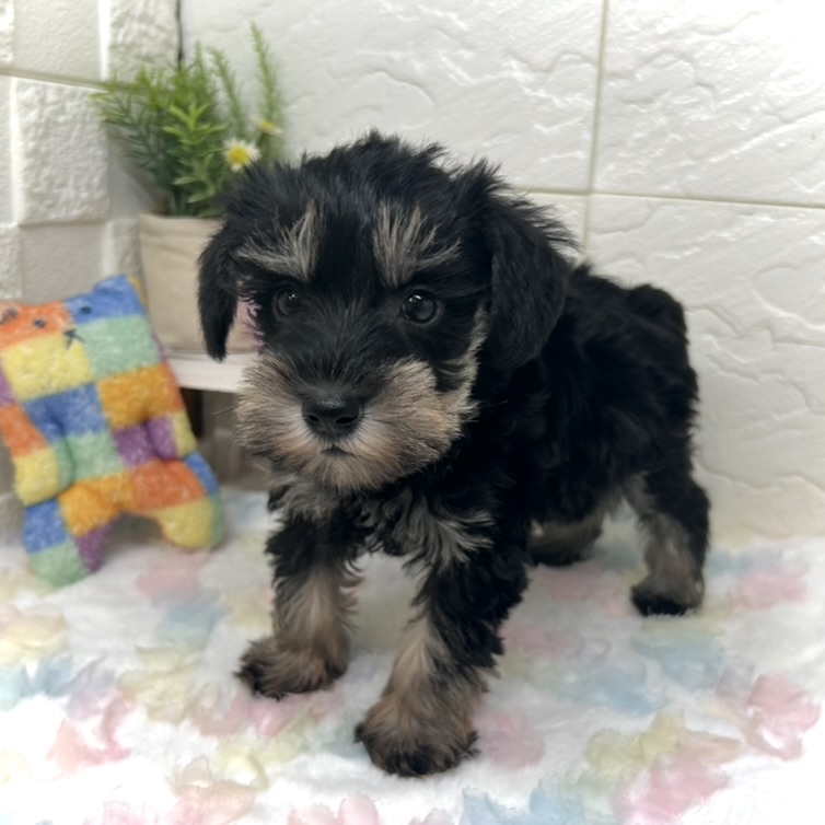 兵庫県のミニチュアシュナウザー (犬の家＆猫の里ゆめタウン姫路店/2025年9月20日生まれ/男の子/ブラックシルバー)の子犬の2枚目の画像