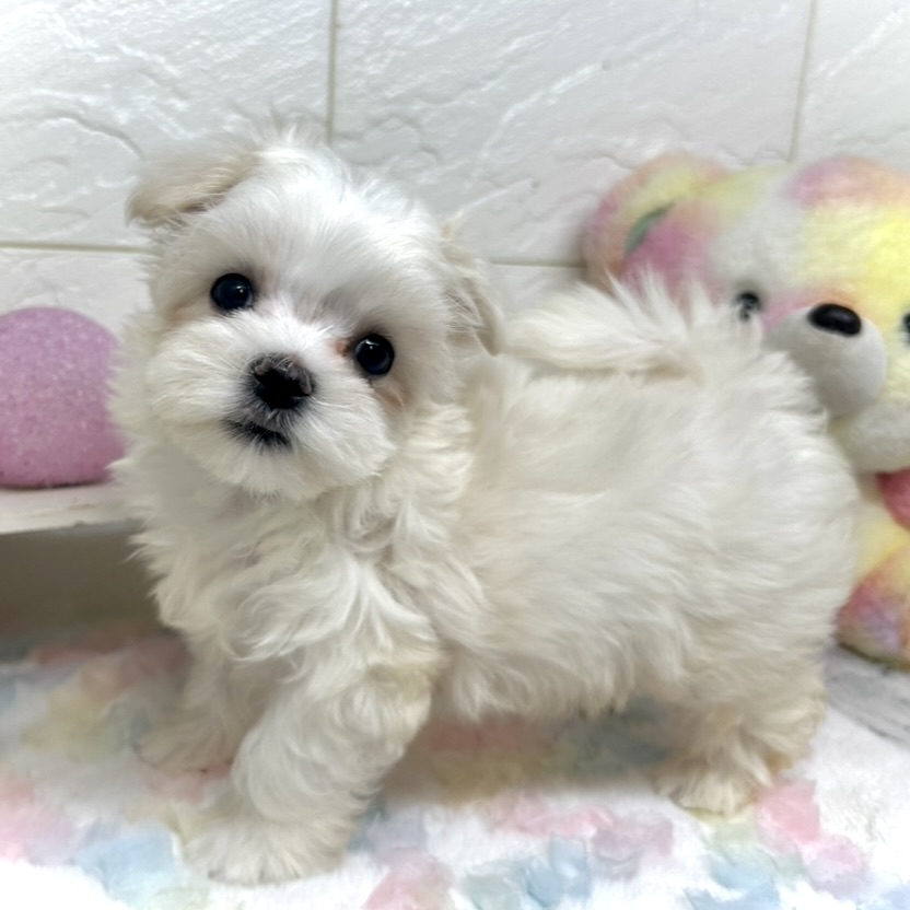 兵庫県のマルチーズ (犬の家＆猫の里ゆめタウン姫路店/2025年9月19日生まれ/男の子/ホワイト)の子犬の1枚目の画像