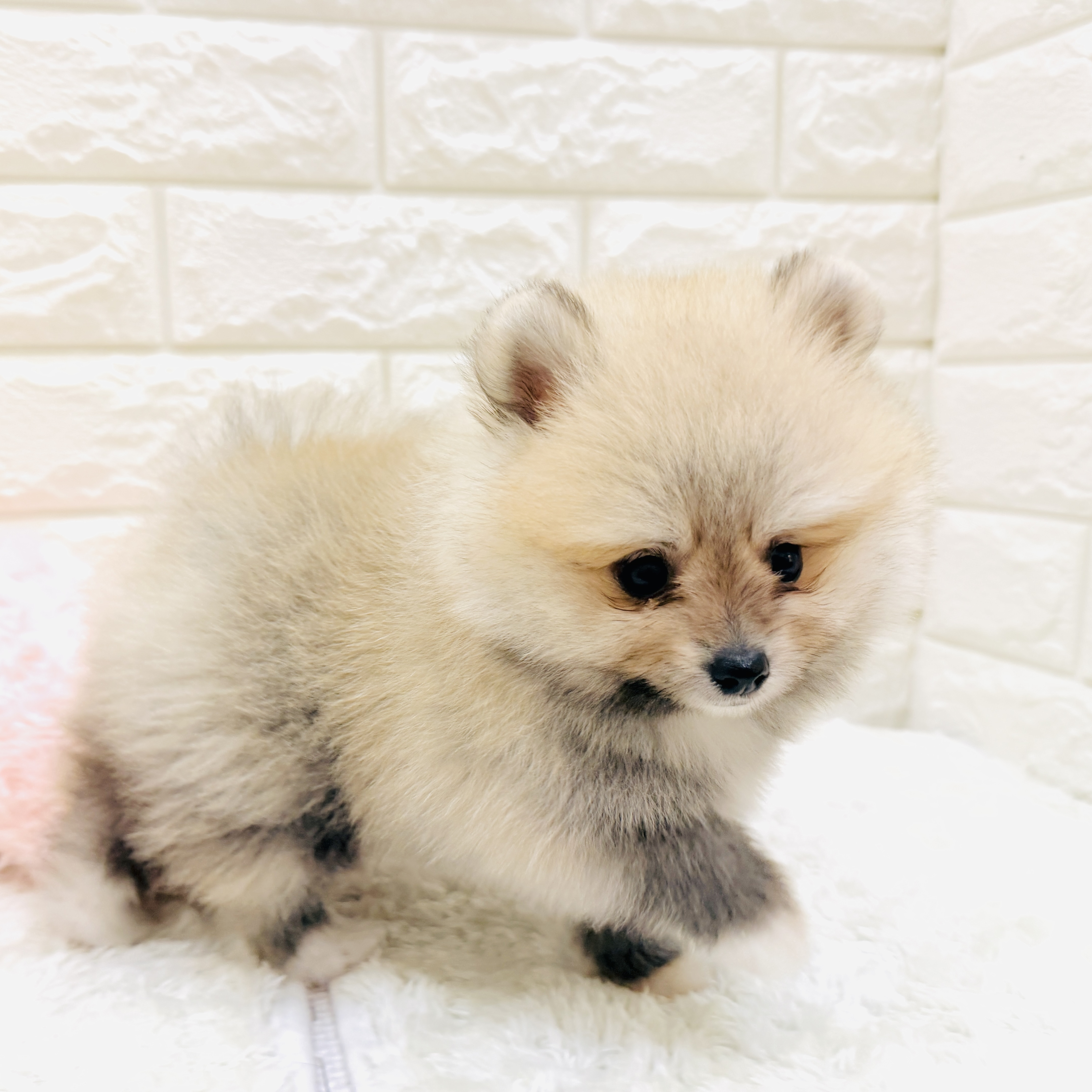 愛知県のポメラニアン (犬の家＆猫の里アミーゴ神の倉店/2026年7月1日生まれ/男の子/オレンジセーブル)の子犬の1枚目の画像