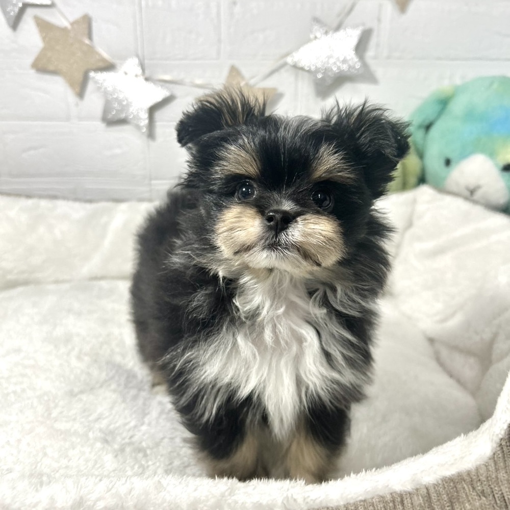 兵庫県のポメマル/マルポメ(ポメラニアン×マルチーズ) (犬の家＆猫の里ニッケパークタウン加古川店/2025年12月13日生まれ/男の子/ブラックタンホワイト)の子犬の2枚目の画像