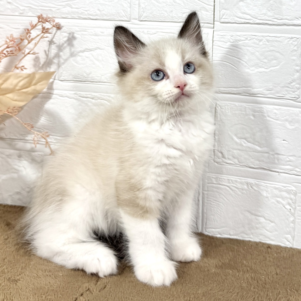 兵庫県のラグドール (犬の家＆猫の里ニッケパークタウン加古川店/2025年6月11日生まれ/男の子/シールポイントバイカラー)の子猫