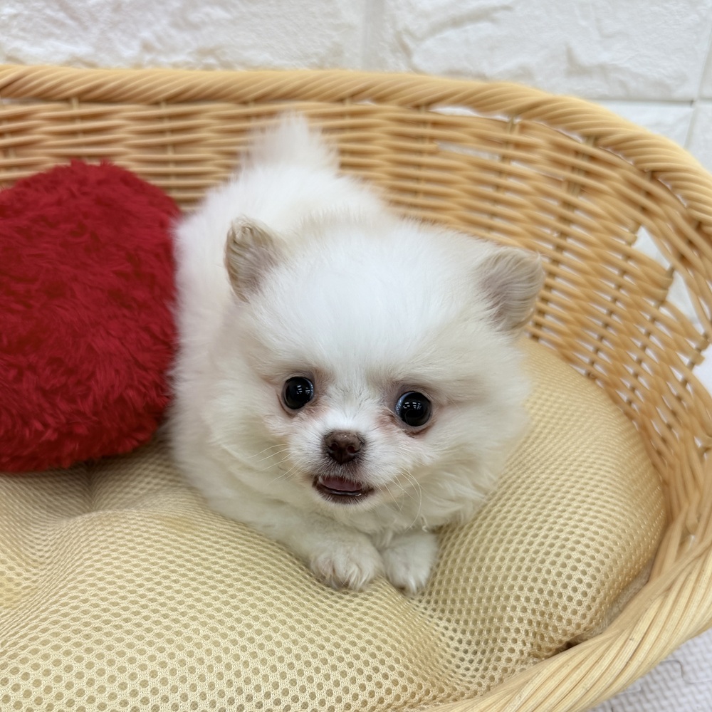 愛知県のポメチワ/チワポメ/ポメチー(ポメラニアン×チワワ) (犬の家＆猫の里MEGAドン・キホーテ東海名和店/2026年3月17日生まれ/男の子/クリーム)の子犬の2枚目の画像