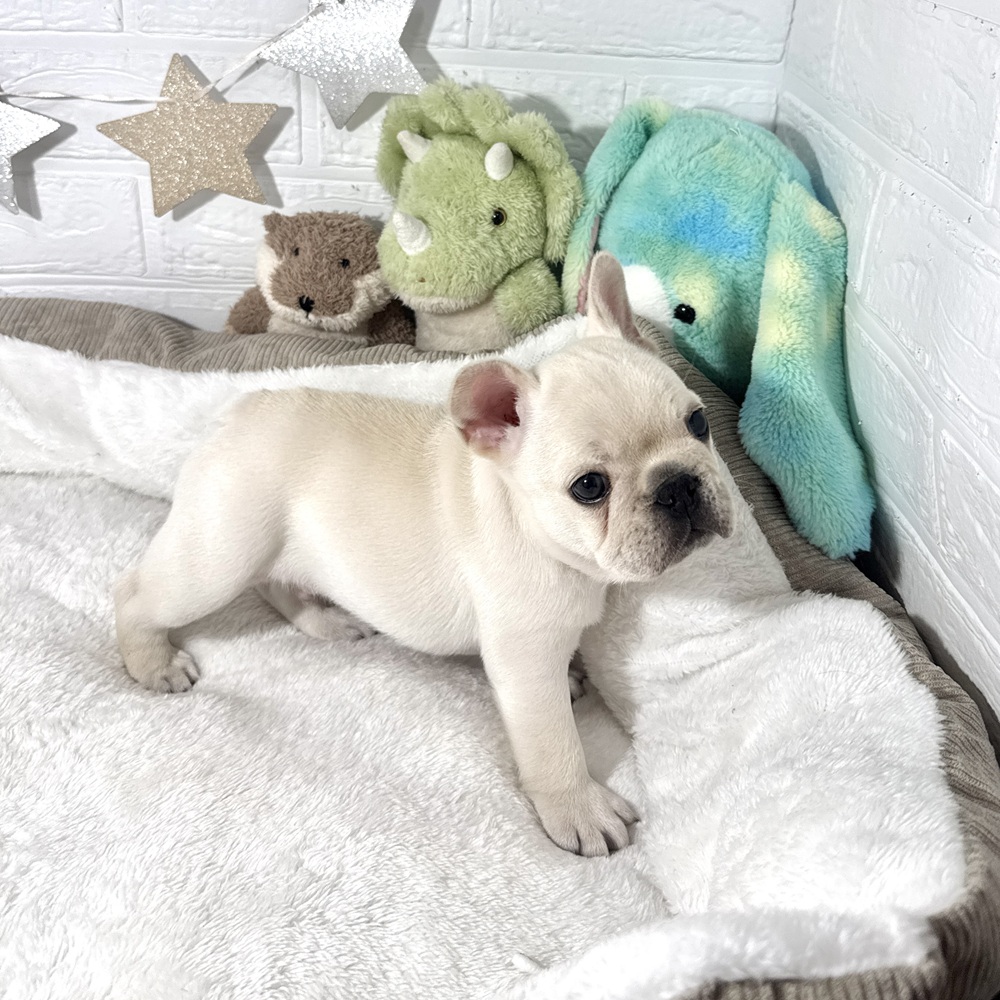 兵庫県のフレンチブルドッグ (犬の家＆猫の里ニッケパークタウン加古川店/2025年12月21日生まれ/男の子/クリーム)の子犬の2枚目の画像