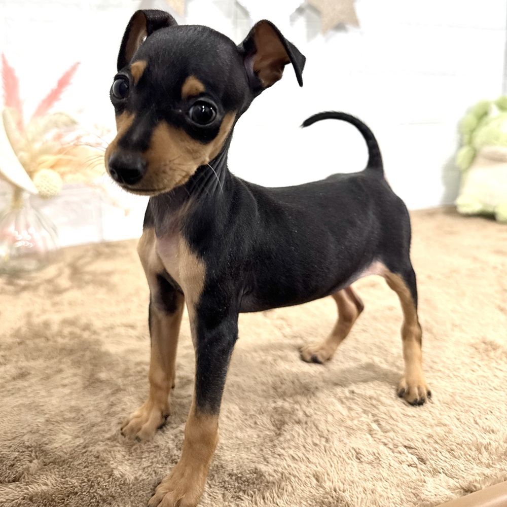 兵庫県のミニチュアピンシャー (犬の家＆猫の里ニッケパークタウン加古川店/2025年6月8日生まれ/男の子/ブラックタン)の子犬の1枚目の画像