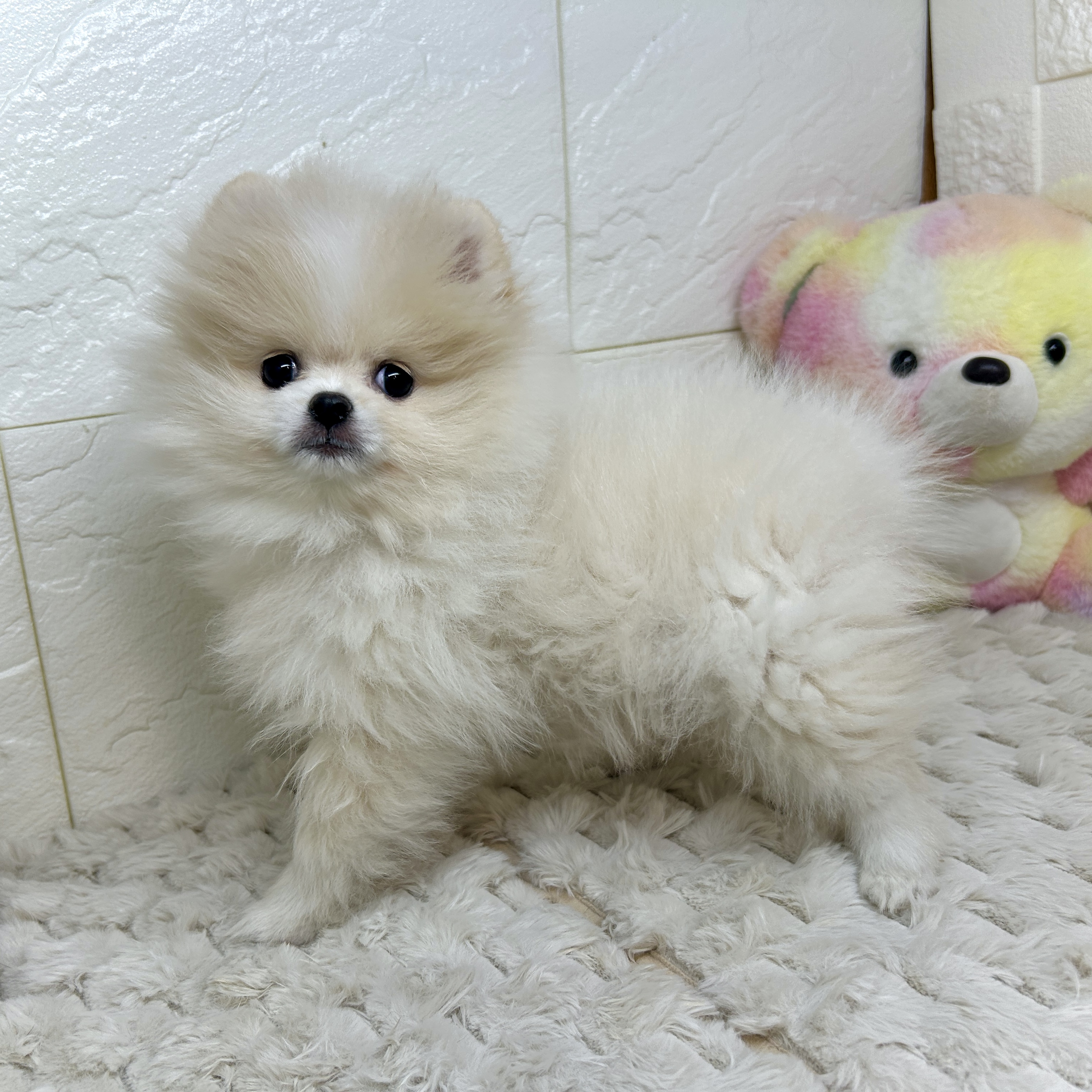兵庫県のポメラニアン (犬の家＆猫の里ゆめタウン姫路店/2025年11月29日生まれ/女の子/クリームホワイト)の子犬の2枚目の画像