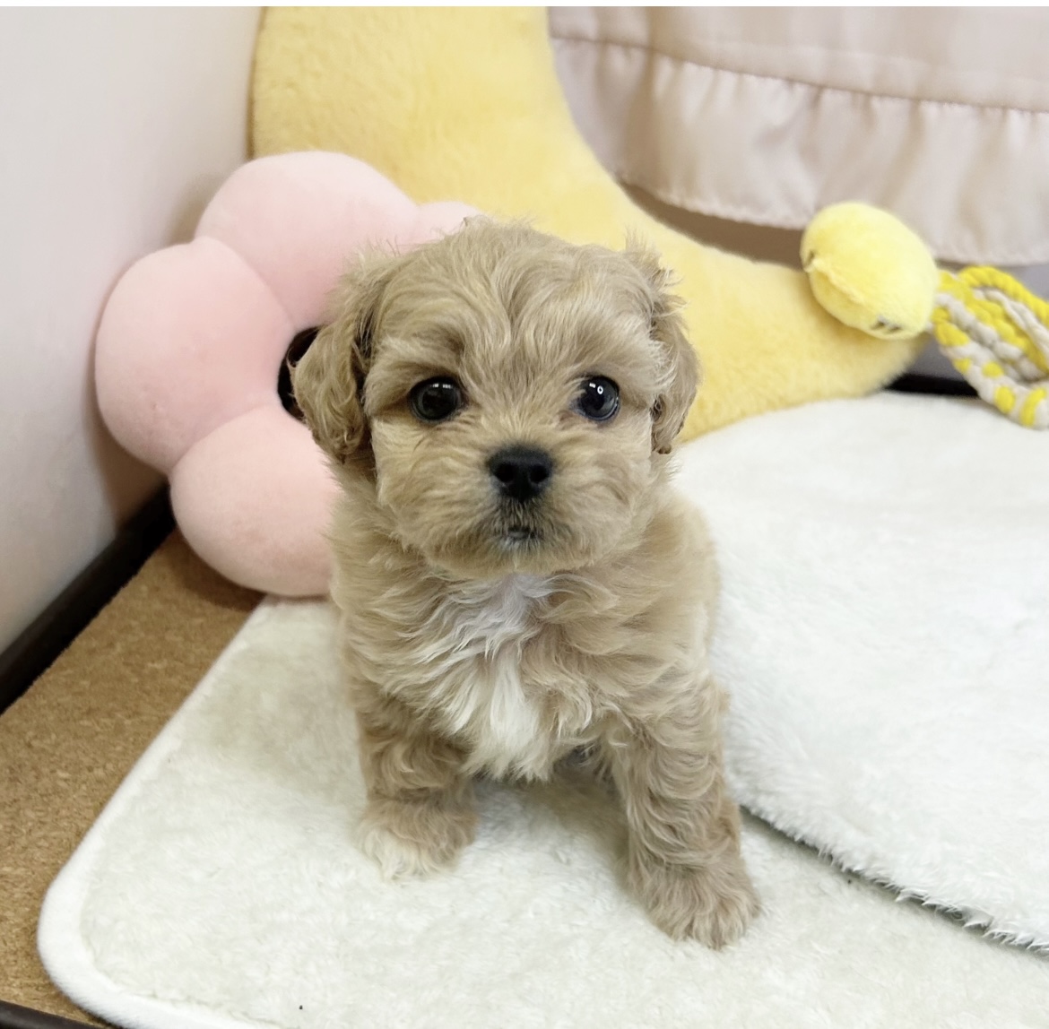 静岡県のペキプー(ペキニーズ×プードル) (犬の家＆猫の里マークイズ静岡店/2026年5月17日生まれ/男の子/アプリコット)の子犬の1枚目の画像
