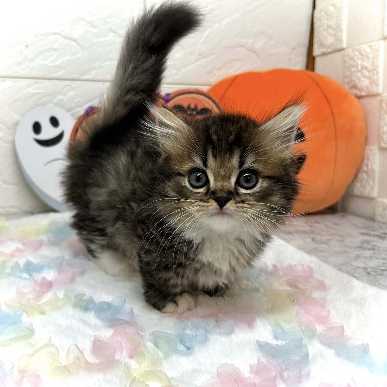 兵庫県のミヌエット (犬の家＆猫の里ゆめタウン姫路店/2025年7月18日生まれ/男の子/ブラウンタビーホワイト)の子猫の2枚目の画像