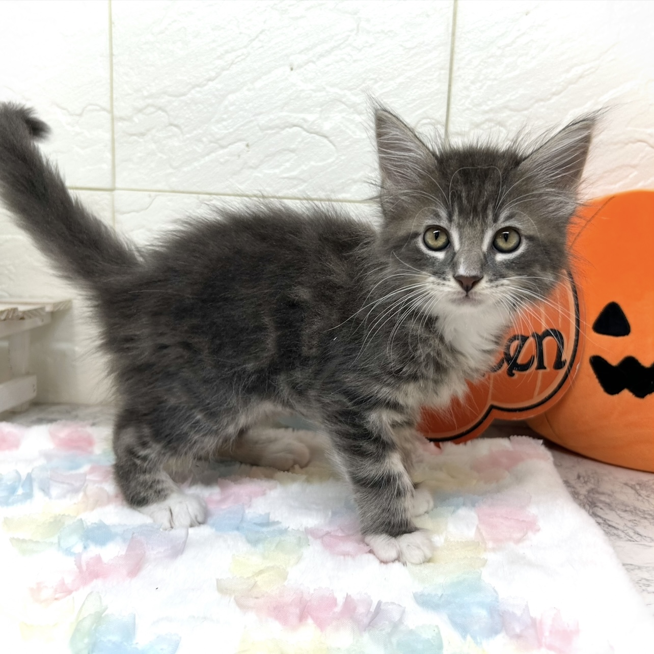 兵庫県のメインクーン (犬の家＆猫の里ゆめタウン姫路店/2025年7月18日生まれ/男の子/ブルータビーホワイト)の子猫の2枚目の画像