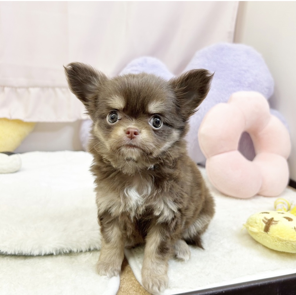 静岡県のチワワ(ロング) (犬の家＆猫の里マークイズ静岡店/2026年5月19日生まれ/女の子/チョコレートタンホワイト)の子犬の1枚目の画像