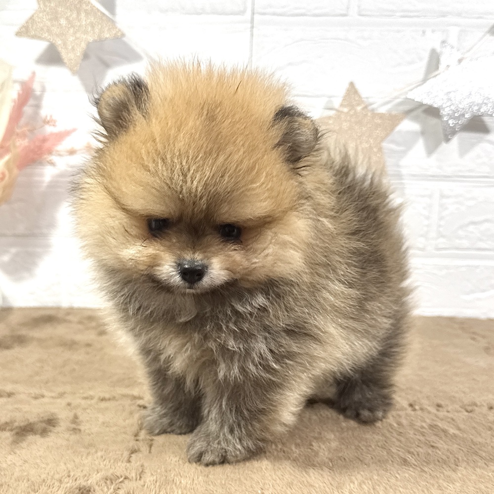 兵庫県のポメラニアン (犬の家＆猫の里ニッケパークタウン加古川店/2025年6月18日生まれ/男の子/オレンジ)の子犬の2枚目の画像