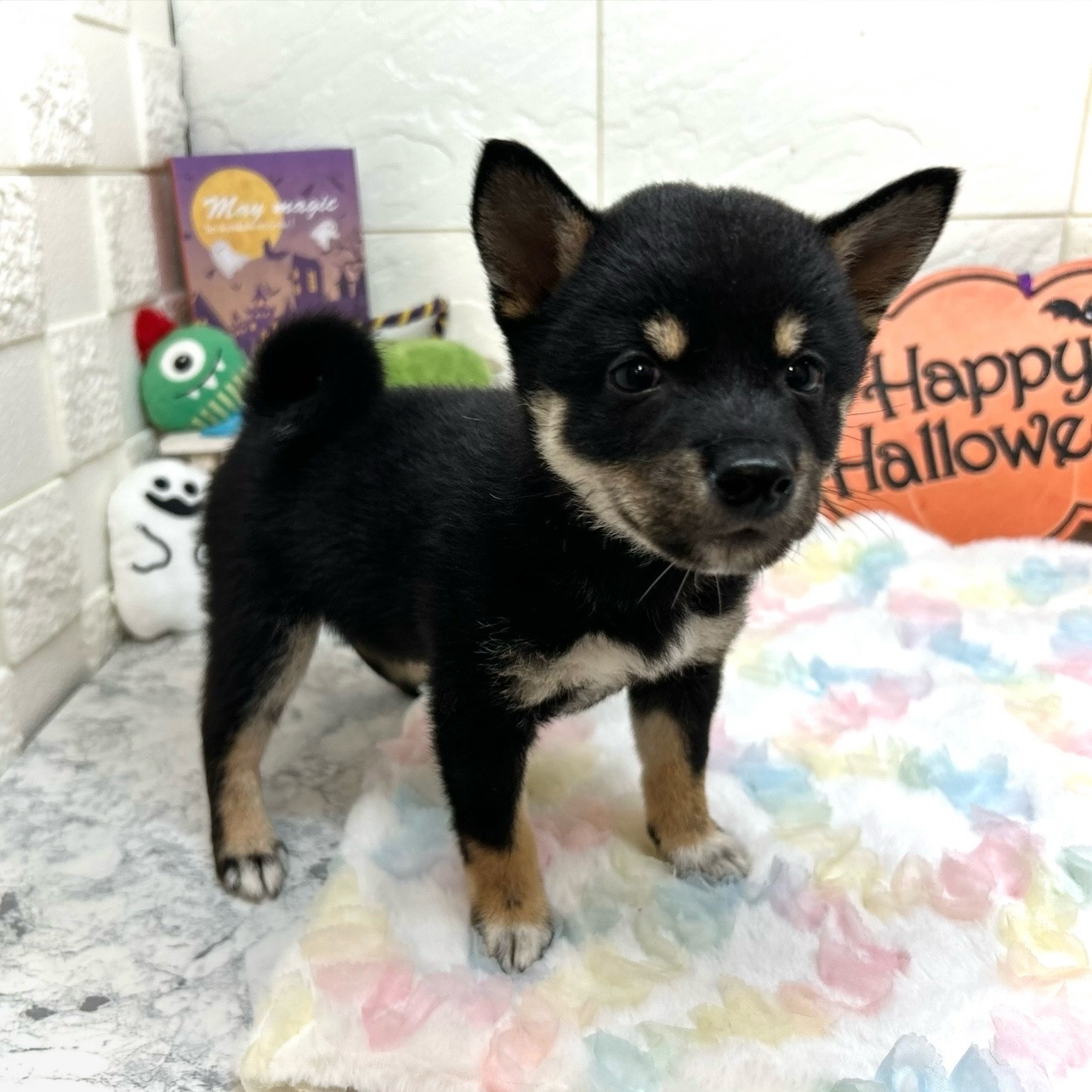 兵庫県の豆柴 (犬の家＆猫の里ゆめタウン姫路店/2025年7月15日生まれ/女の子/黒)の子犬の2枚目の画像