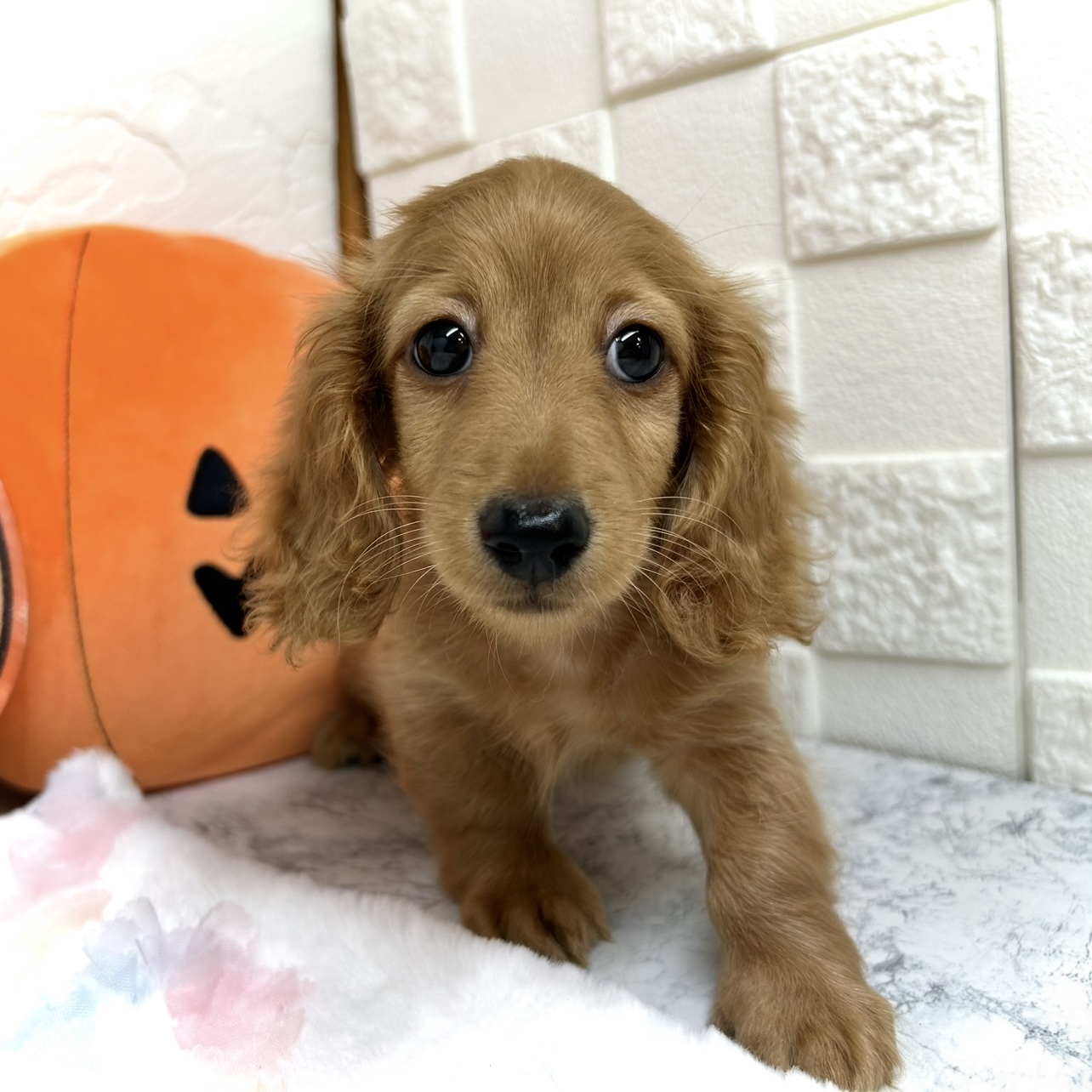 兵庫県のミニチュアダックスフンド(ロング) (犬の家＆猫の里ゆめタウン姫路店/2025年7月15日生まれ/男の子/ゴールド)の子犬の2枚目の画像