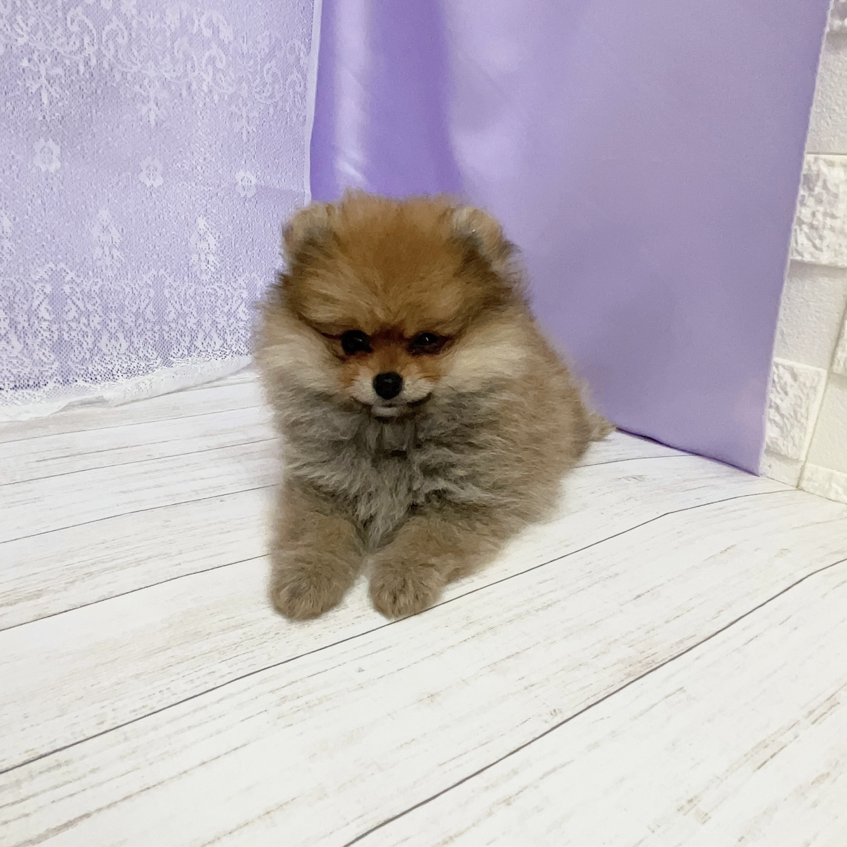 生体画像２