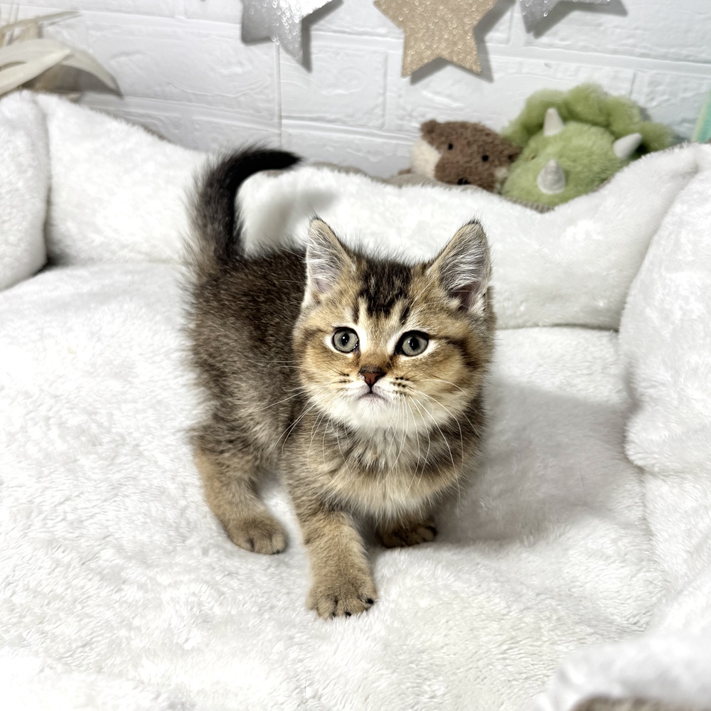 兵庫県のブリティッシュショートヘアー (犬の家＆猫の里ニッケパークタウン加古川店/2026年1月1日生まれ/男の子/ブラウンティックドタビー)の子猫の2枚目の画像