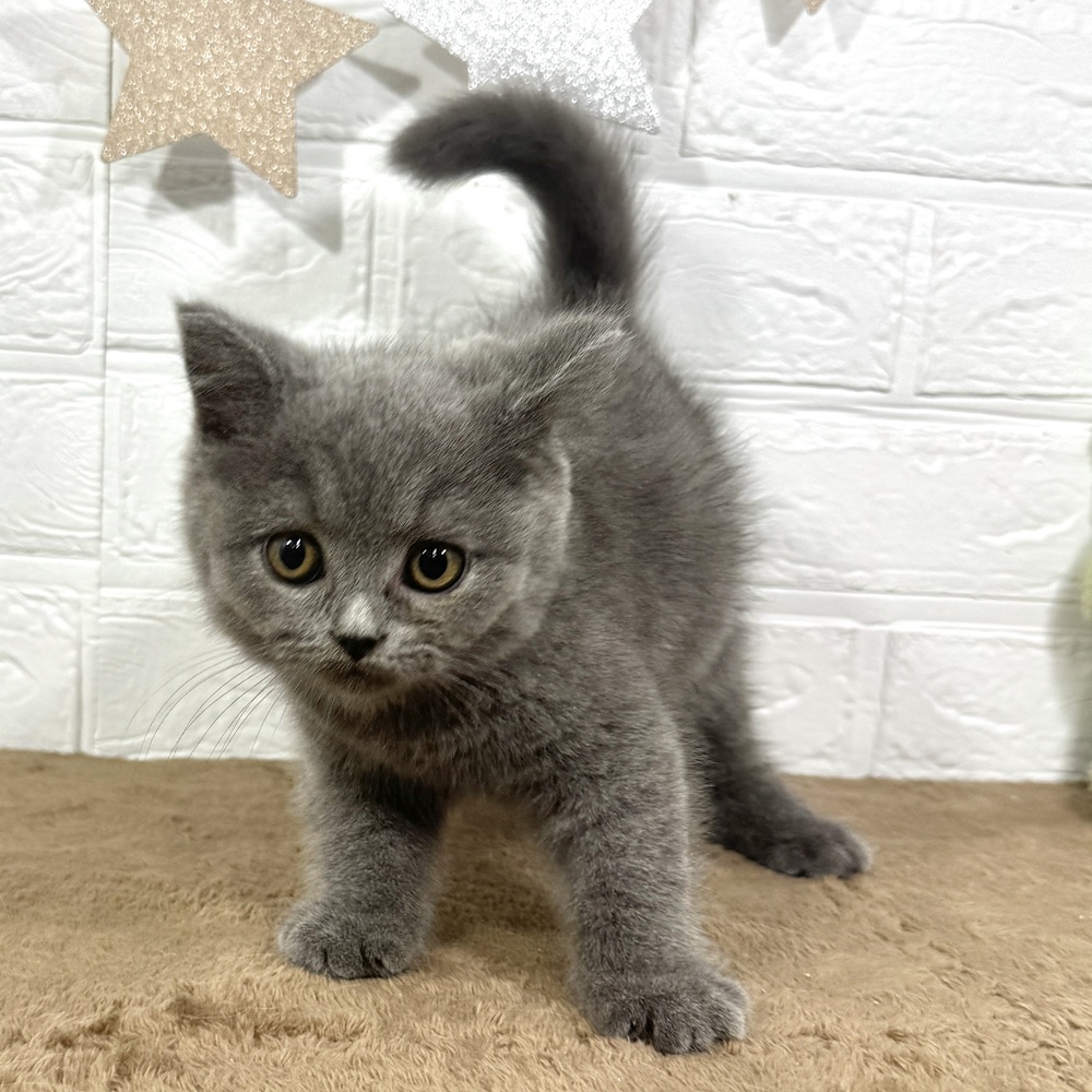 兵庫県のスコティッシュストレート (犬の家＆猫の里ニッケパークタウン加古川店/2025年6月12日生まれ/男の子/ブルー)の子猫の2枚目の画像