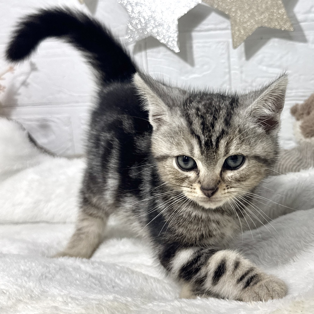 シルバー系のアメリカンショートヘアの子猫一覧 | ペットショップ 犬の