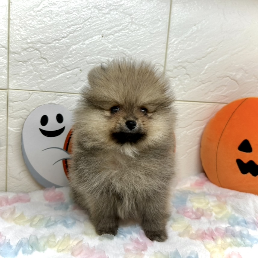 兵庫県のポメラニアン (犬の家＆猫の里ゆめタウン姫路店/2025年7月16日生まれ/女の子/オレンジ)の子犬の2枚目の画像