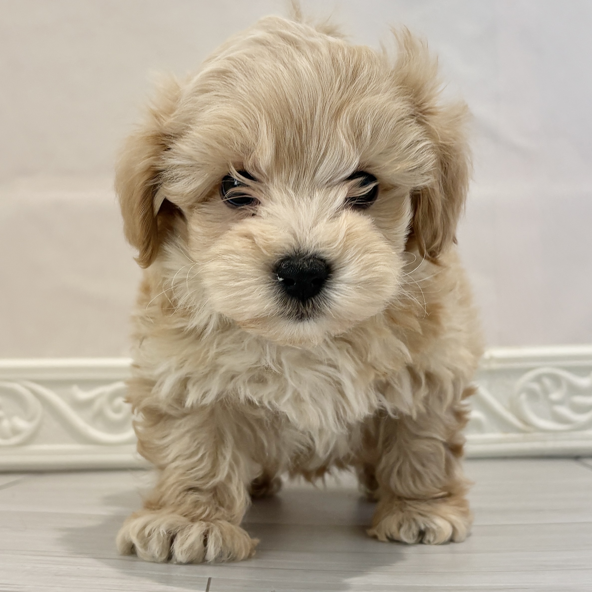 愛知県のマルプー(マルチーズ×プードル) (犬の家＆猫の里春日井本店/2025年11月10日生まれ/男の子/アプリコット)の子犬の1枚目の画像