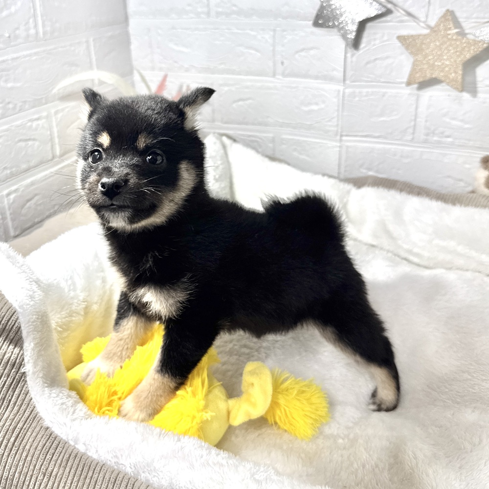 兵庫県の豆柴 (犬の家＆猫の里ニッケパークタウン加古川店/2026年1月14日生まれ/女の子/黒)の子犬の2枚目の画像