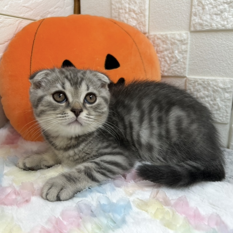 兵庫県のスコティッシュフォールド (犬の家＆猫の里ゆめタウン姫路店/2025年7月13日生まれ/男の子/シルバータビー)の子猫の2枚目の画像