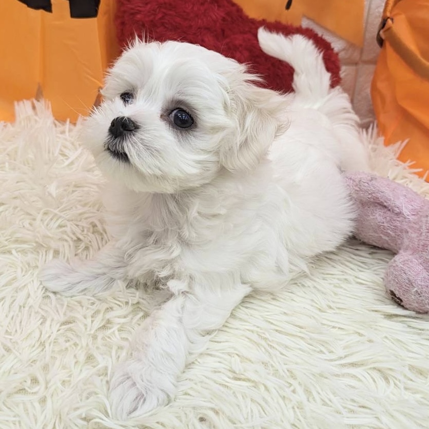 愛知県のマルチーズ (犬の家＆猫の里MEGAドン・キホーテ東海名和店/2025年8月30日生まれ/女の子/ホワイト)の子犬の2枚目の画像