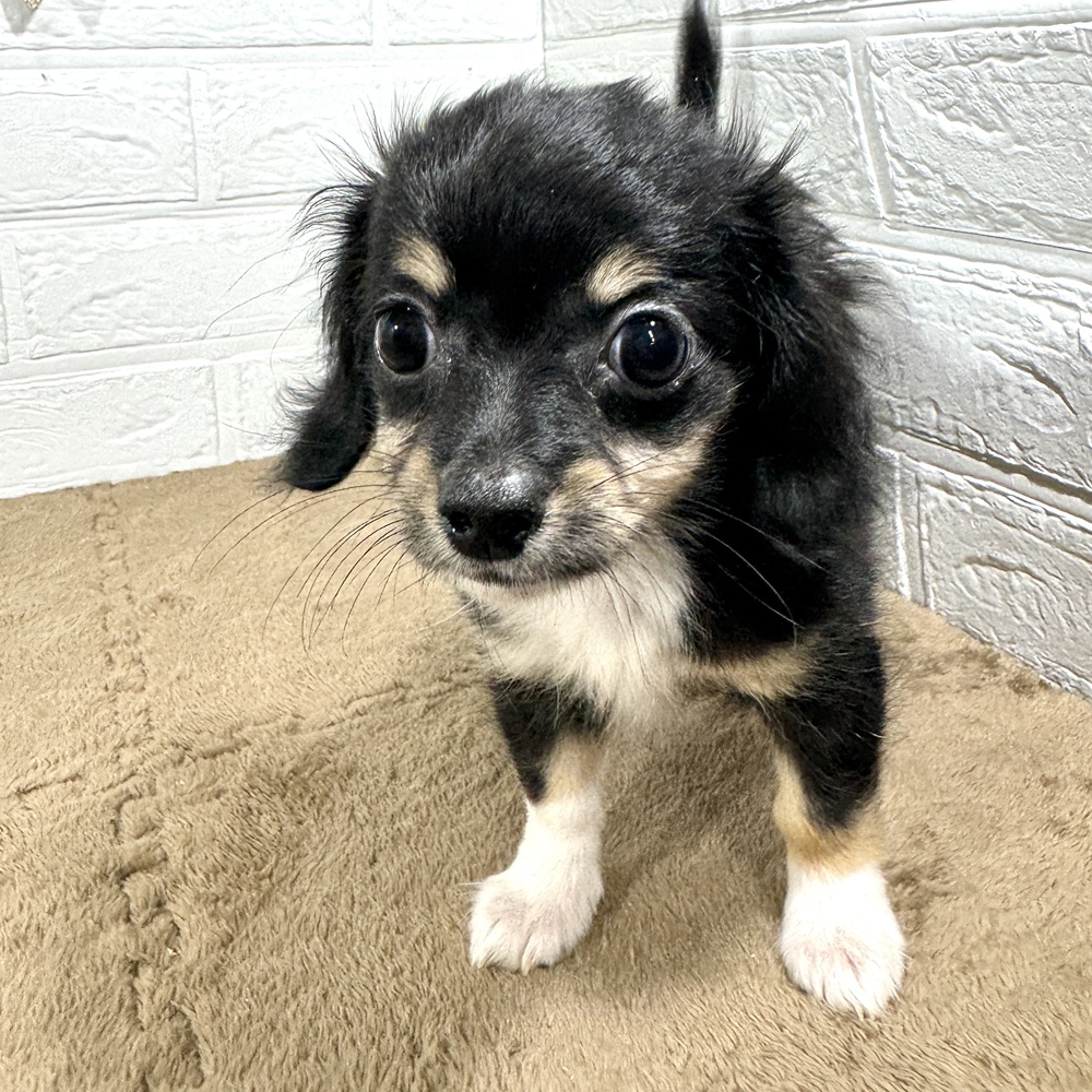 兵庫県のチワックス(チワワ×ダックス) (犬の家＆猫の里ニッケパークタウン加古川店/2025年6月12日生まれ/女の子/ブラックタンホワイト)の子犬の2枚目の画像