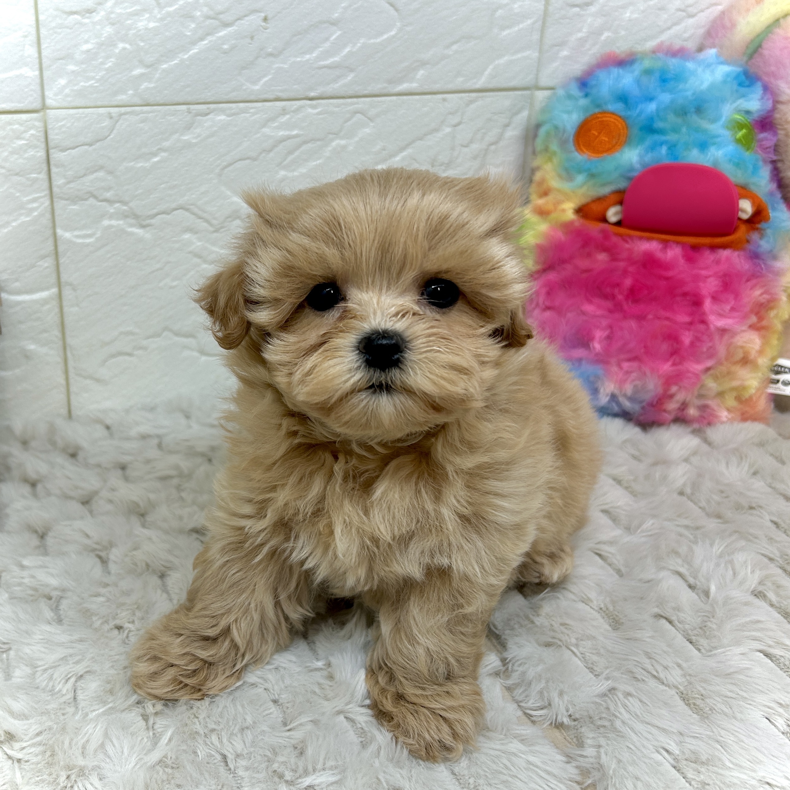 兵庫県のマルプー(マルチーズ×プードル) (犬の家＆猫の里ゆめタウン姫路店/2025年12月6日生まれ/女の子/アプリコット)の子犬の1枚目の画像