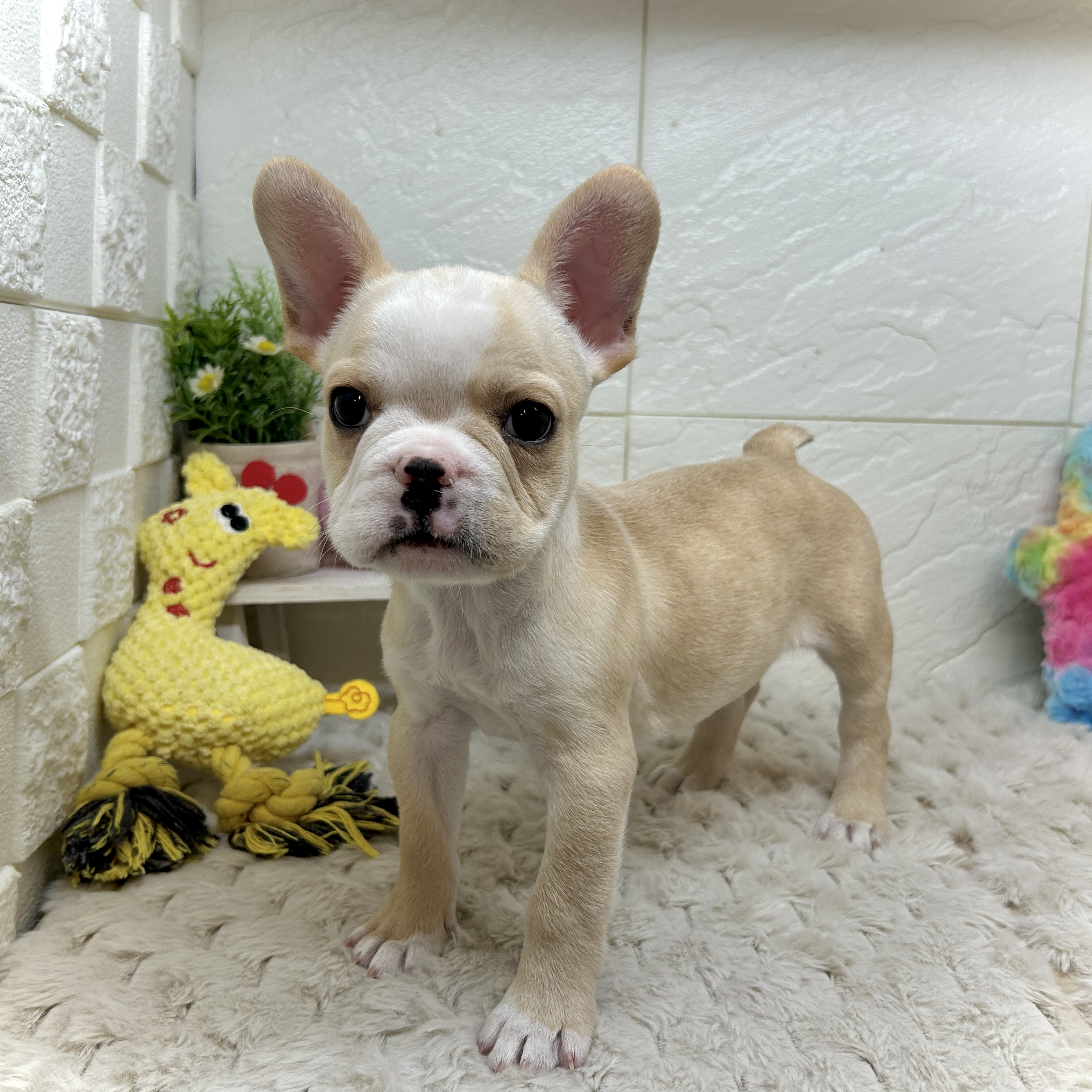 兵庫県のフレンチブルドッグ (犬の家＆猫の里ゆめタウン姫路店/2025年12月7日生まれ/男の子/クリーム)の子犬の1枚目の画像
