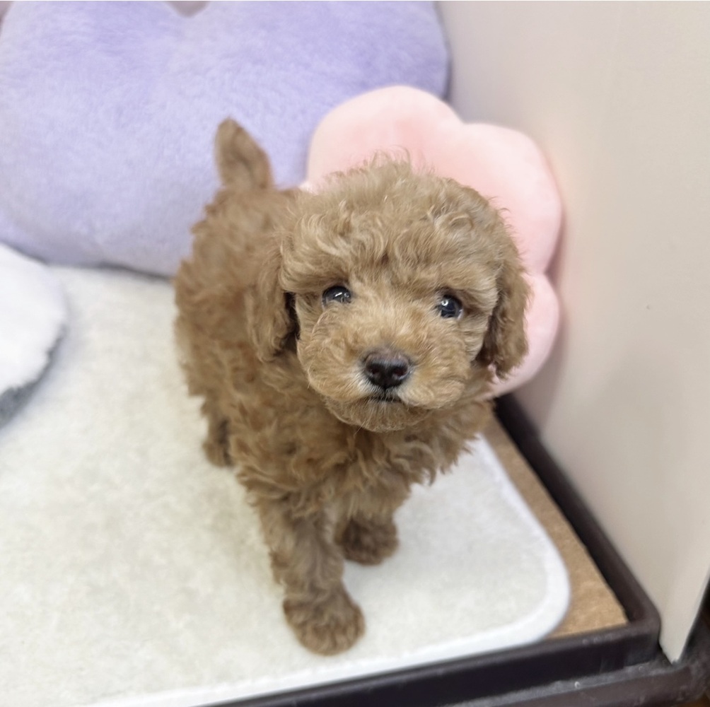 静岡県のトイプードル(トイ) (犬の家＆猫の里マークイズ静岡店/2026年6月9日生まれ/女の子/レッド)の子犬の1枚目の画像