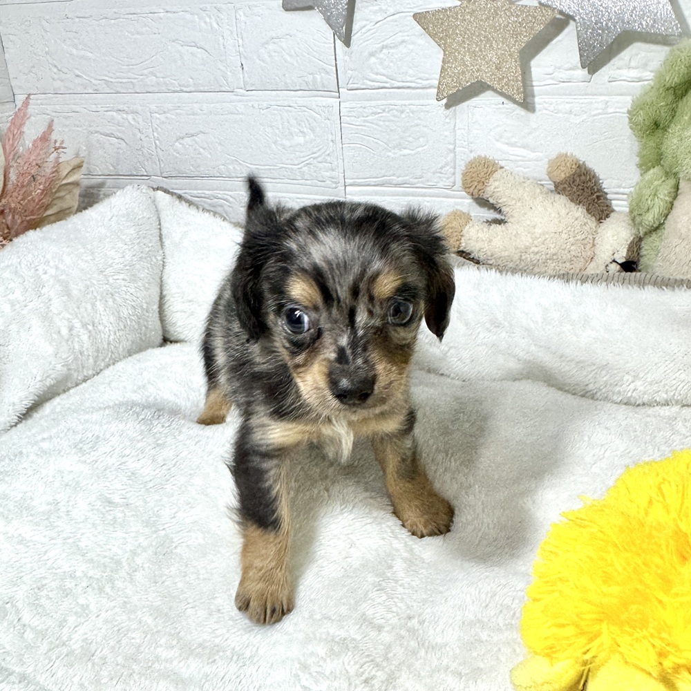 兵庫県のチワックス(チワワ×ダックス) (犬の家＆猫の里ニッケパークタウン加古川店/2026年1月16日生まれ/男の子/ブルーマール)の子犬の2枚目の画像