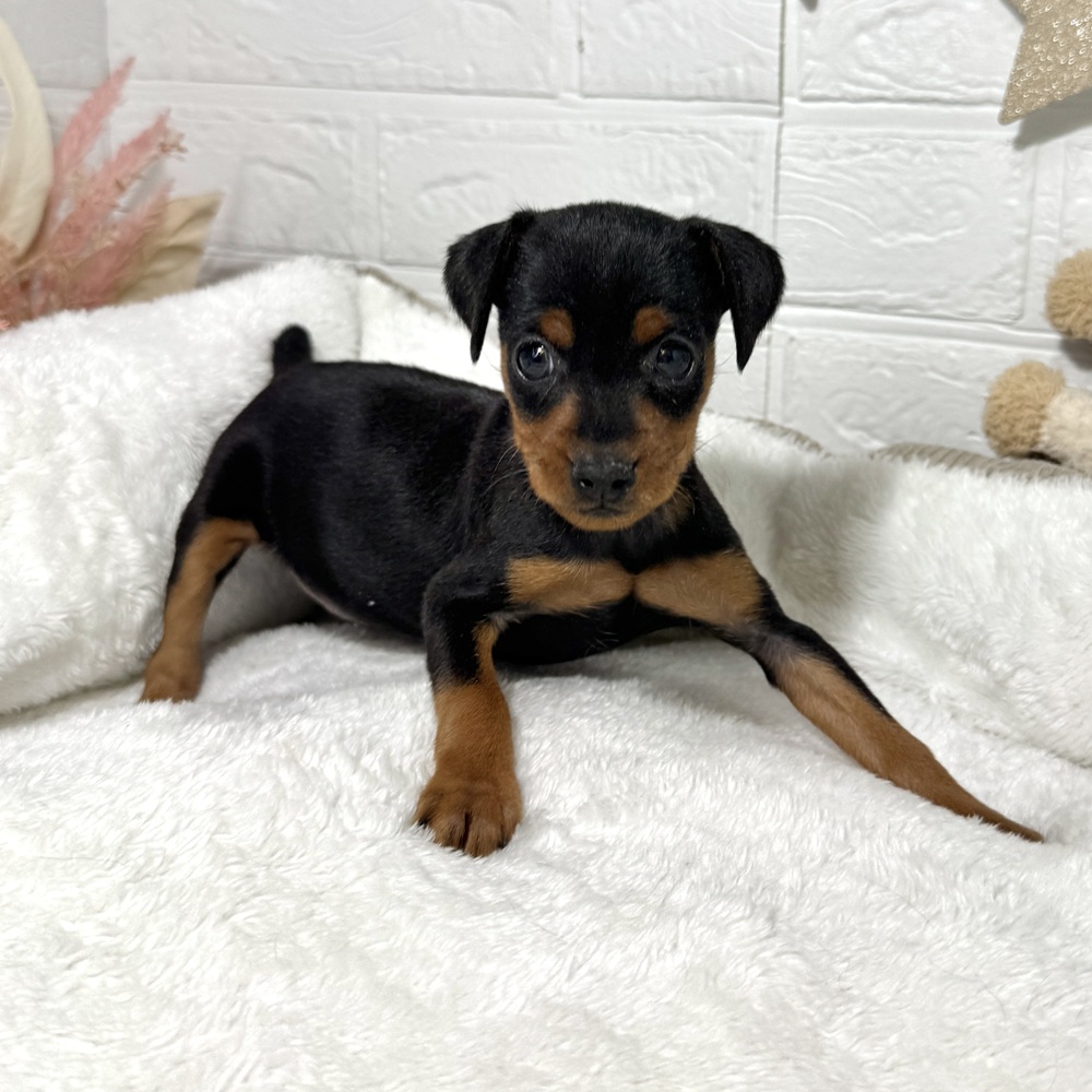 兵庫県のミニチュアピンシャー (犬の家＆猫の里ニッケパークタウン加古川店/2026年1月17日生まれ/女の子/ブラックタン)の子犬の2枚目の画像