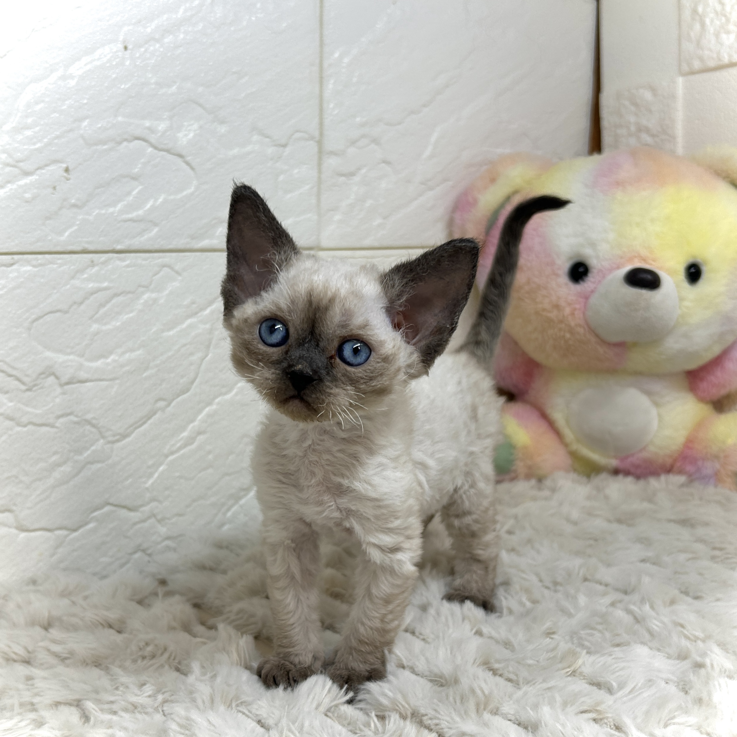 兵庫県のデボンレックス (犬の家＆猫の里ゆめタウン姫路店/2025年12月9日生まれ/男の子/シールポイント)の子猫の1枚目の画像