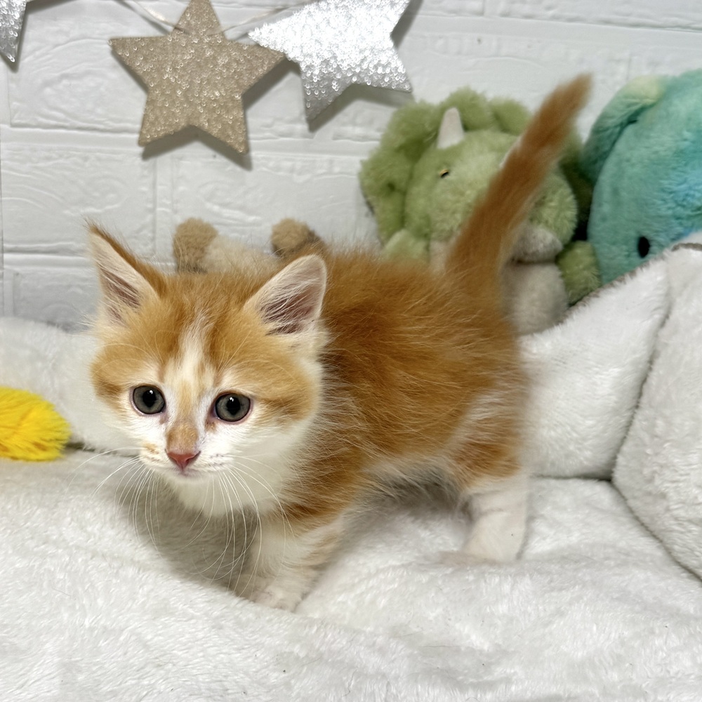 兵庫県のマンチカン (犬の家＆猫の里ニッケパークタウン加古川店/2026年1月18日生まれ/男の子/レッドタビーホワイト)の子猫の2枚目の画像