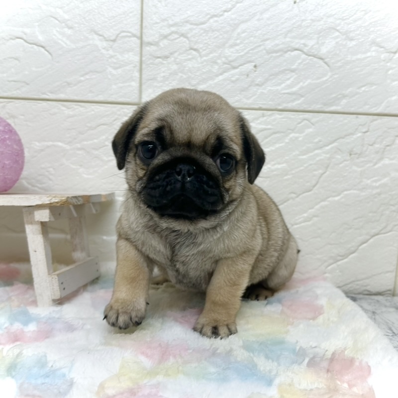 兵庫県のパグ (犬の家＆猫の里ゆめタウン姫路店/2025年9月25日生まれ/女の子/フォーン)の子犬の1枚目の画像