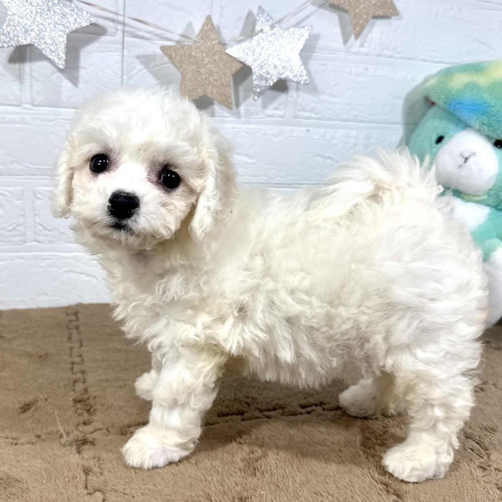 兵庫県のビションフリーゼ (犬の家＆猫の里ニッケパークタウン加古川店/2025年6月25日生まれ/女の子/ホワイト)の子犬の2枚目の画像
