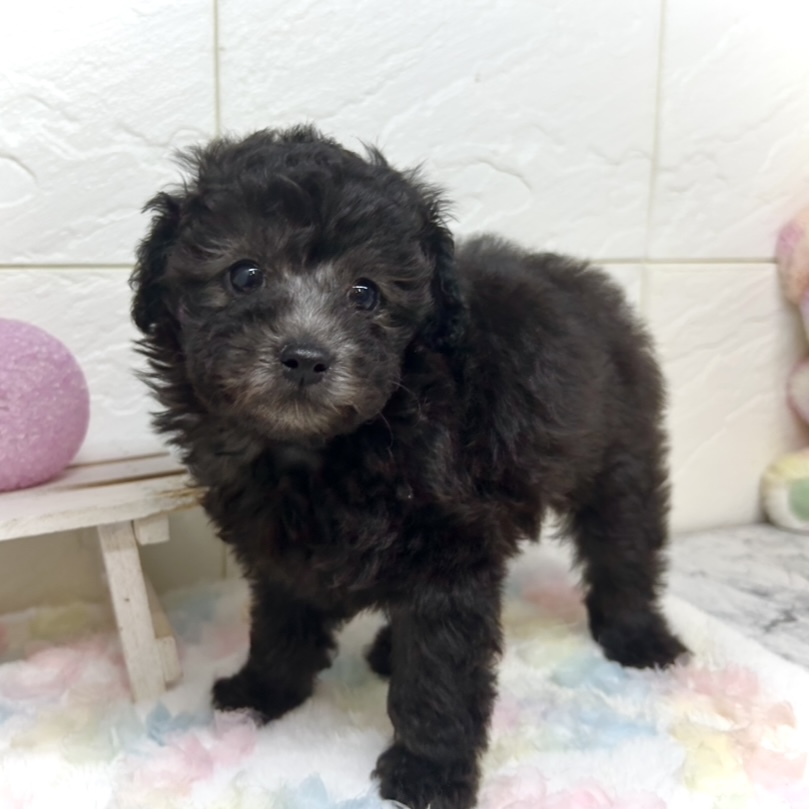 トイプードル男の子の写真