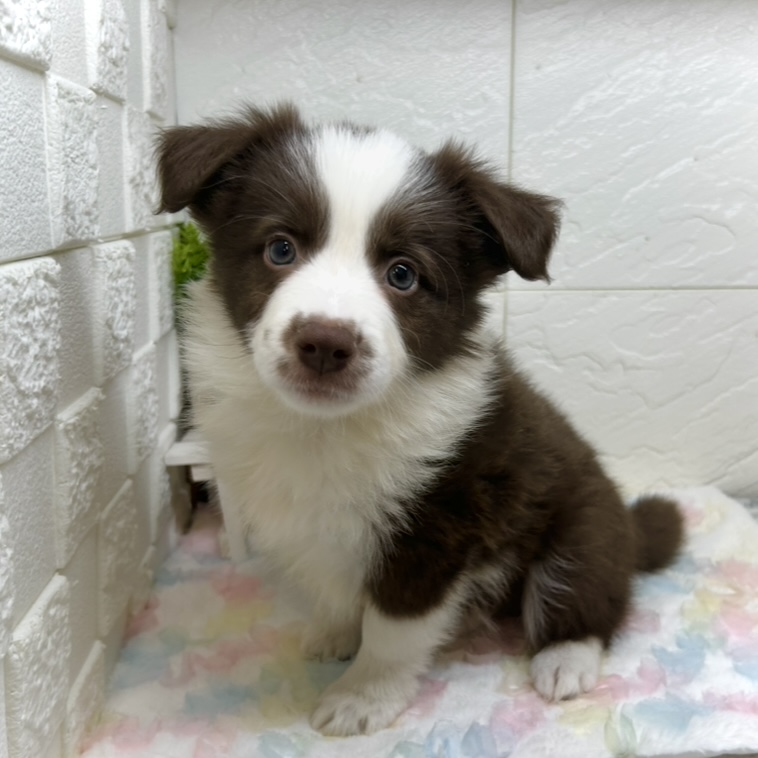 兵庫県のボーダーコリー (犬の家＆猫の里ゆめタウン姫路店/2025年9月28日生まれ/女の子/チョコレートホワイト)の子犬