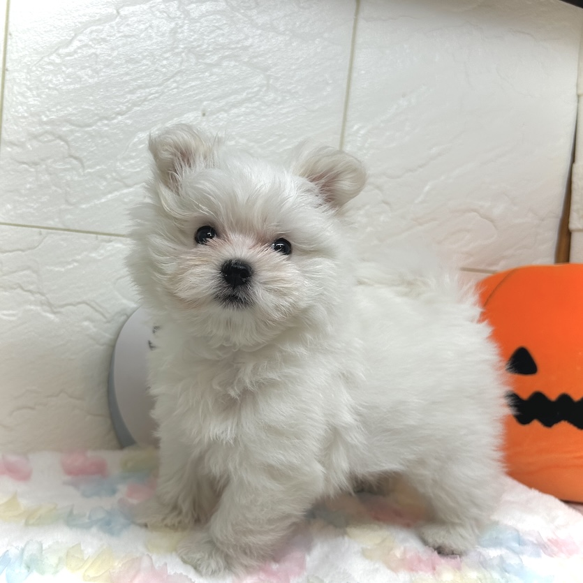 兵庫県のポメマル/マルポメ(ポメラニアン×マルチーズ) (犬の家＆猫の里ゆめタウン姫路店/2025年7月25日生まれ/女の子/ホワイト)の子犬の1枚目の画像
