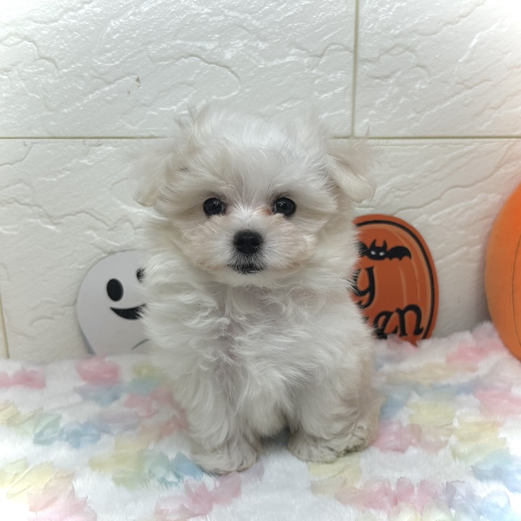 兵庫県のマルチーズ (犬の家＆猫の里ゆめタウン姫路店/2025年7月27日生まれ/女の子/ホワイト)の子犬の2枚目の画像