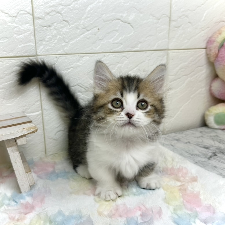 兵庫県のミヌエット (犬の家＆猫の里ゆめタウン姫路店/2025年9月21日生まれ/男の子/ブラウンタビーホワイト)の子猫の2枚目の画像