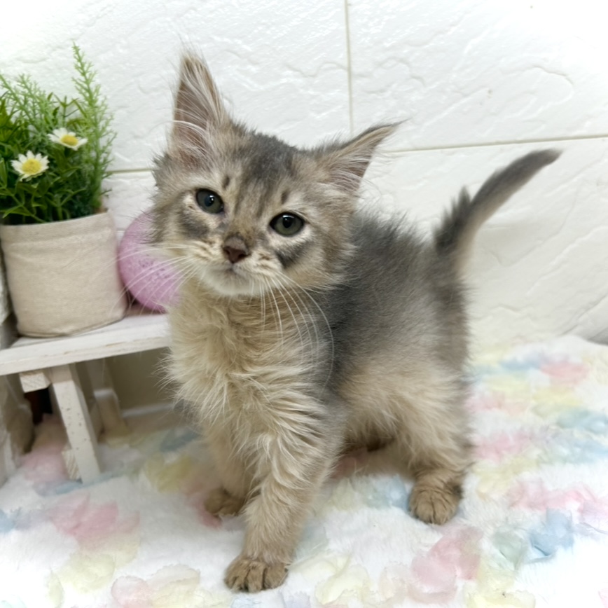 兵庫県のソマリ (犬の家＆猫の里ゆめタウン姫路店/2025年9月27日生まれ/男の子/ブルー)の子猫の2枚目の画像
