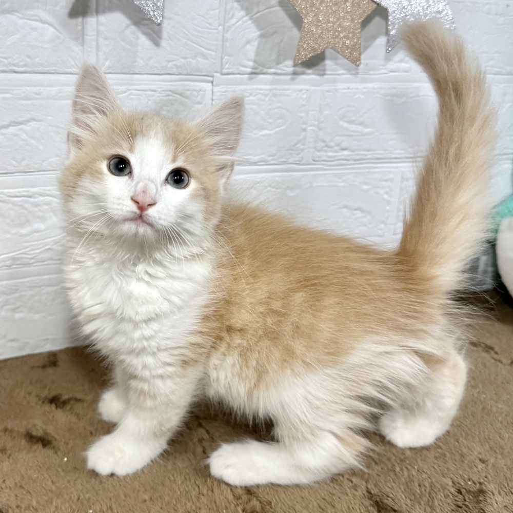 兵庫県のノルウェージャンフォレストキャット (犬の家＆猫の里ニッケパークタウン加古川店/2025年6月20日生まれ/男の子/クリームタビーホワイト)の子猫の1枚目の画像