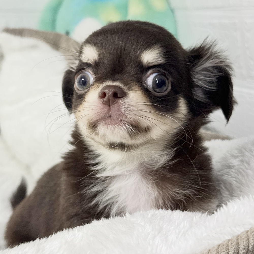 兵庫県のチワワ(ロング) (犬の家＆猫の里ニッケパークタウン加古川店/2026年8月25日生まれ/男の子/チョコレートクリーム)の子犬の2枚目の画像