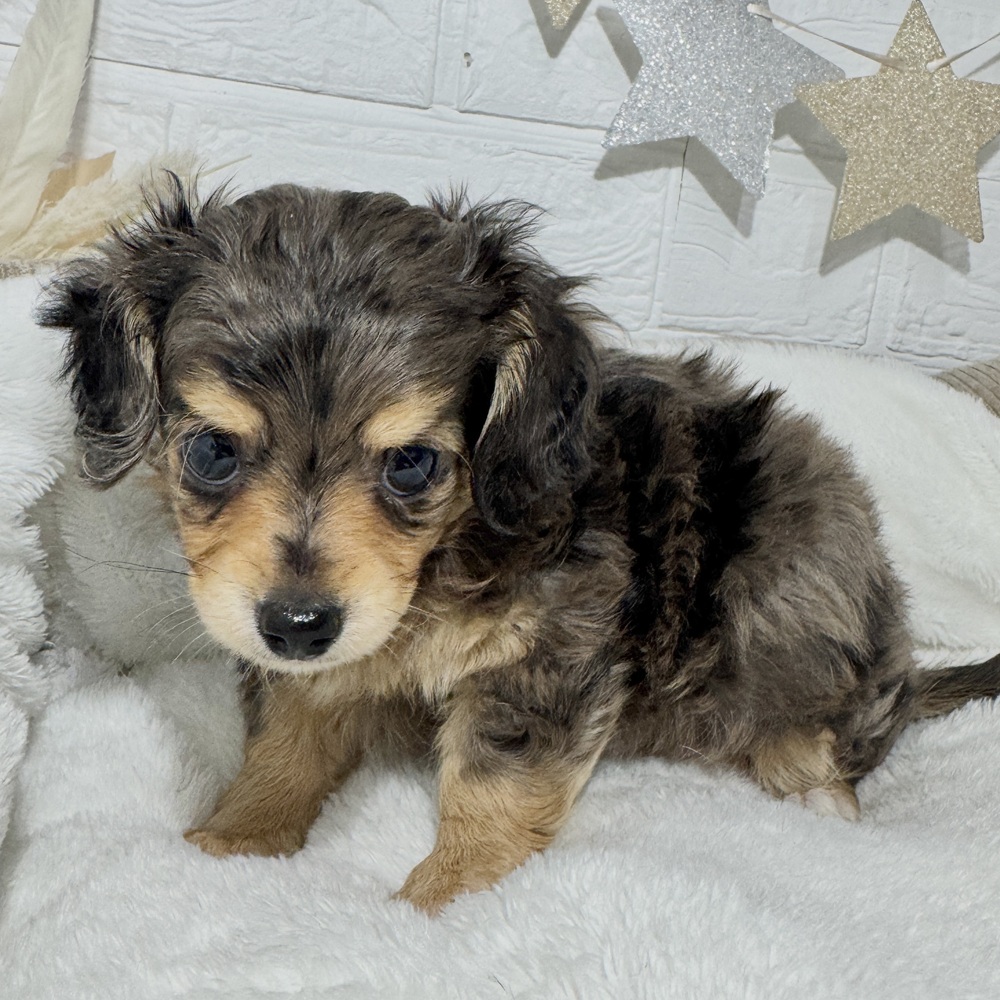 兵庫県のチワックス(チワワ×ダックス) (犬の家＆猫の里ニッケパークタウン加古川店/2026年8月26日生まれ/男の子/シルバーダップル)の子犬の2枚目の画像