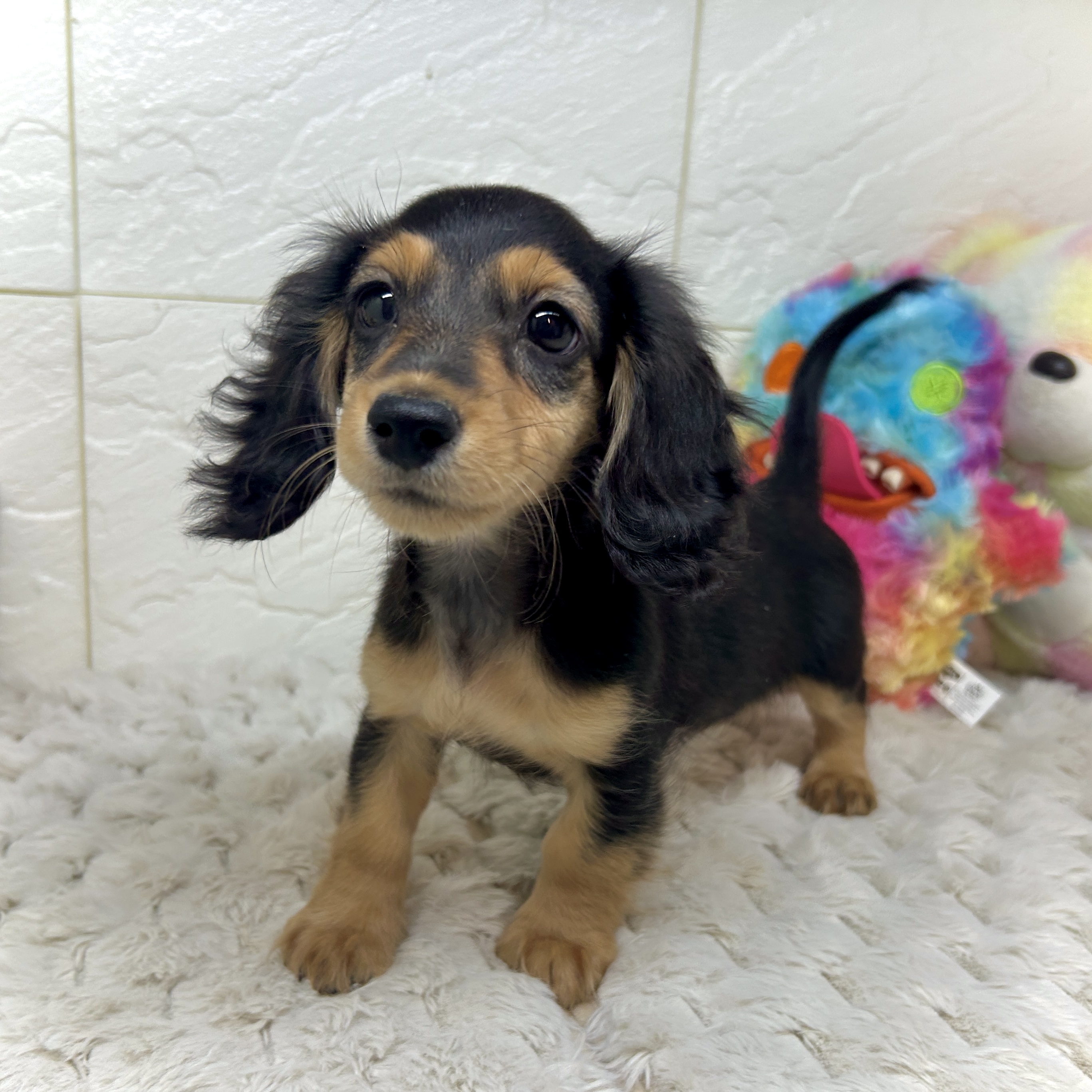 兵庫県のミニチュアダックスフンド(ロング) (犬の家＆猫の里ゆめタウン姫路店/2025年12月1日生まれ/女の子/ブラックタン)の子犬の2枚目の画像